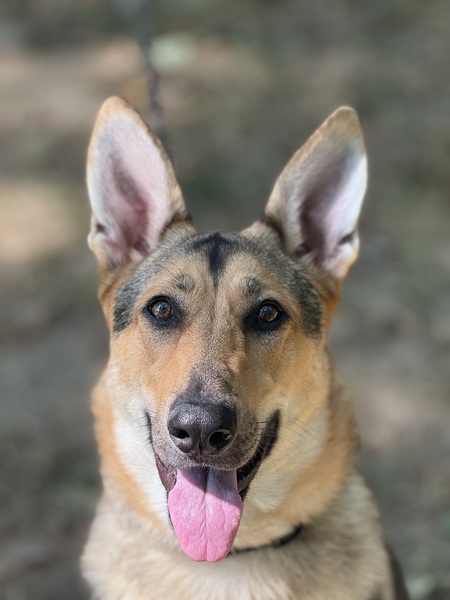 Entry image for Voodoo. Clicking this image will show a larger photo