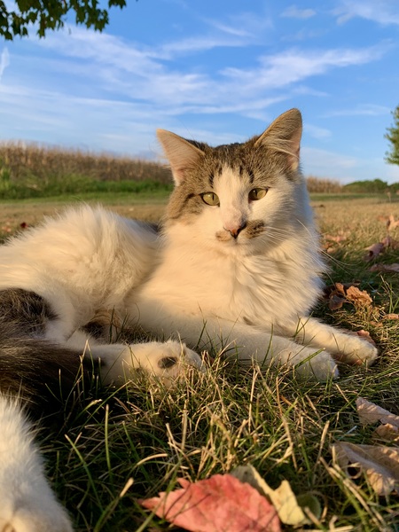 Entry image for Dandy. Clicking this image will show a larger photo