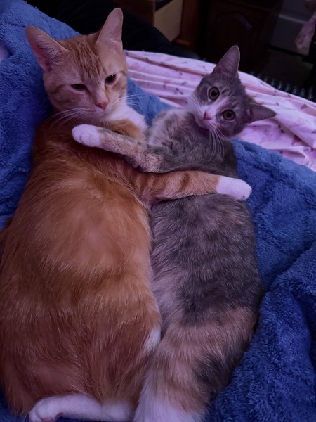 Entry image for Macaroni and Martina . Clicking this image will show a larger photo