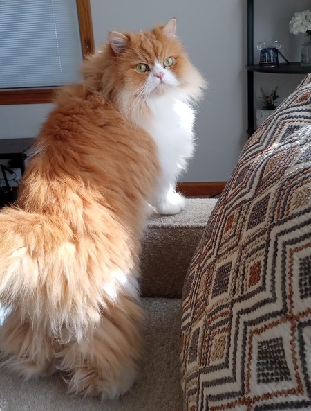 Entry image for Coopurr. Clicking this image will show a larger photo