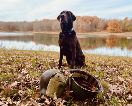 Entry image for Oscar. Clicking this image will show a larger photo