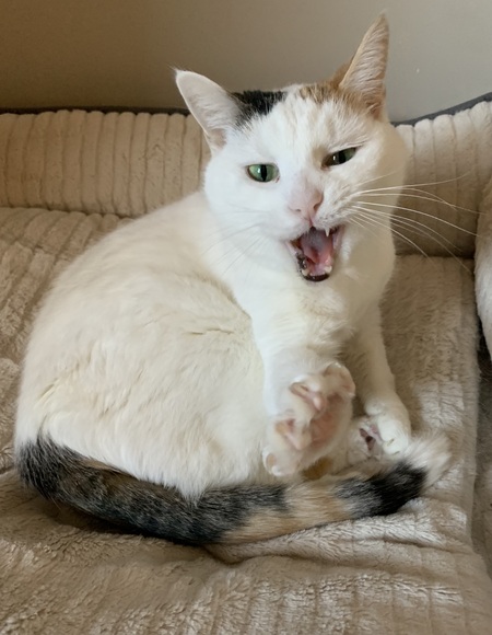 Entry image for Bridget. Clicking this image will show a larger photo