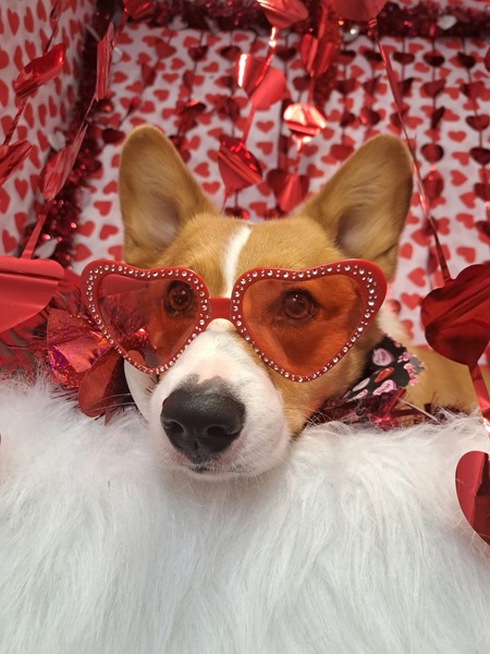 Entry image for Cheddar . Clicking this image will show a larger photo