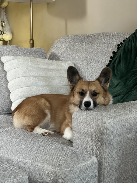 Entry image for Kobe. Clicking this image will show a larger photo