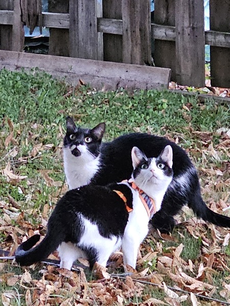 Entry image for Sam Spade and Riley Rose. Clicking this image will show a larger photo