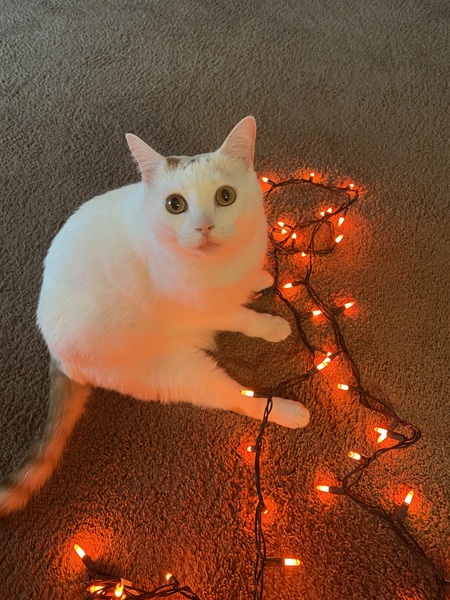 Entry image for Wheezy. Clicking this image will show a larger photo