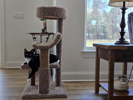 Entry image for Nutmeg. Clicking this image will show a larger photo