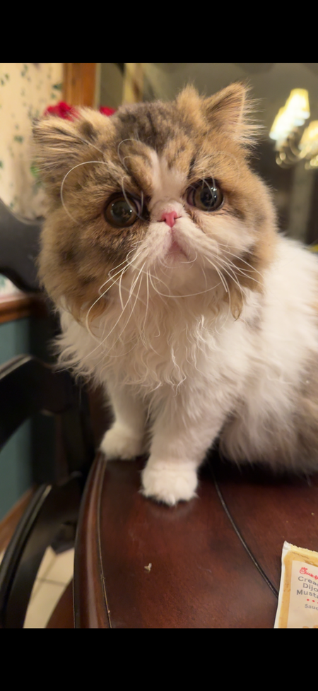 Entry image for Bailey. Clicking this image will show a larger photo