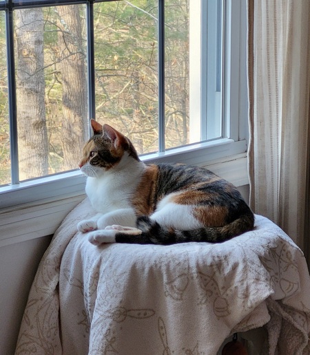 Entry image for Miss Dior. Clicking this image will show a larger photo