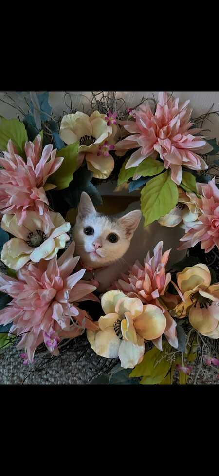 Entry image for Princess Peach. Clicking this image will show a larger photo