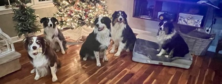 Entry image for Boomer/sadie/boris/tucker/tess. Clicking this image will show a larger photo