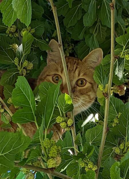 Entry image for RUDY. Clicking this image will show a larger photo