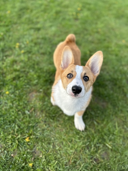 Entry image for Dolly. Clicking this image will show a larger photo