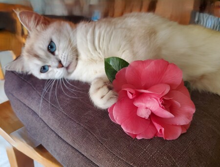 Entry image for Mochi. Clicking this image will show a larger photo