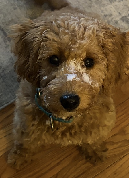 Entry image for Murphy. Clicking this image will show a larger photo