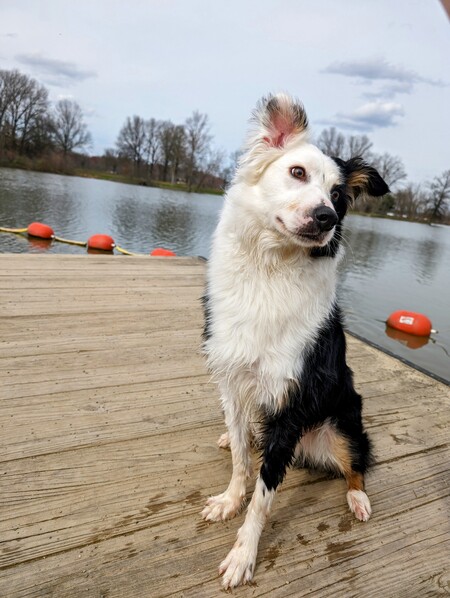 Entry image for Oliver. Clicking this image will show a larger photo