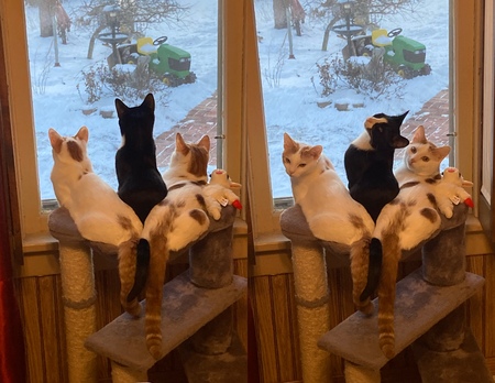 Entry image for The Kittens. Clicking this image will show a larger photo