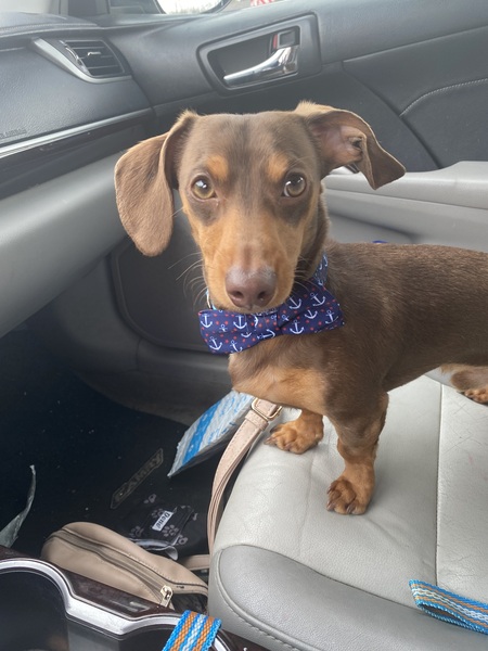 Entry image for Charlie-Mini Dachshund . Clicking this image will show a larger photo