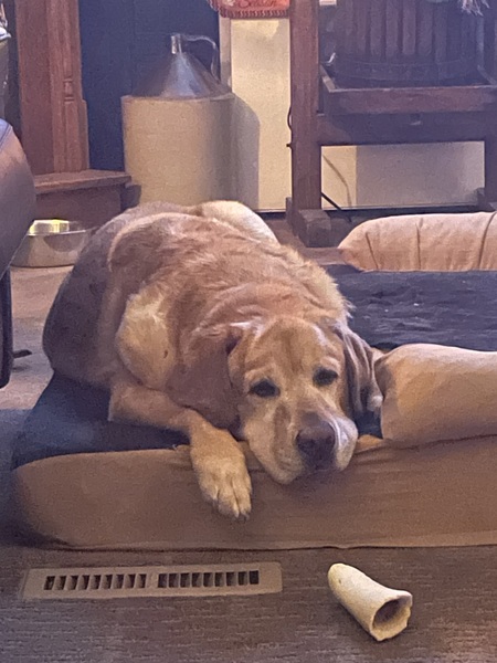 Entry image for Woody/Labrador Retriever . Clicking this image will show a larger photo