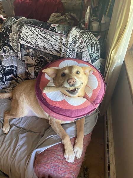 Entry image for Zoey . Clicking this image will show a larger photo