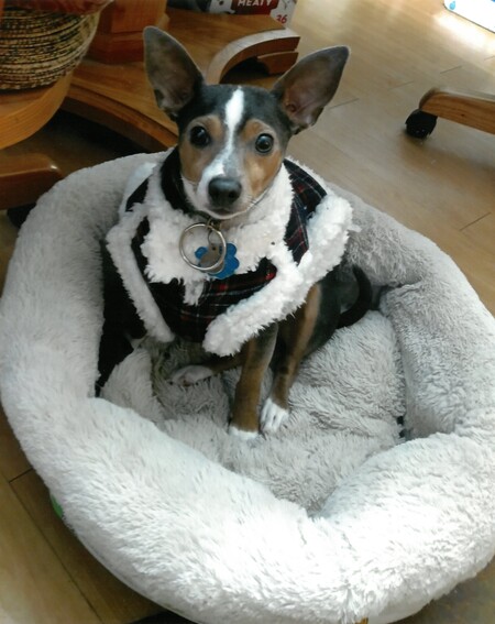 Entry image for Jack Jack. Clicking this image will show a larger photo