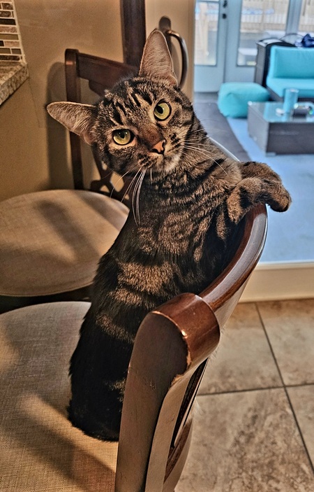 Entry image for Gracie. Clicking this image will show a larger photo