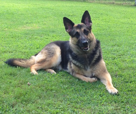 Entry image for Zoey. Clicking this image will show a larger photo