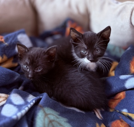Entry image for Myla and Lilly. Clicking this image will show a larger photo