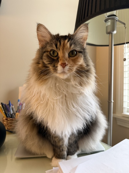 Entry image for Simba. Clicking this image will show a larger photo