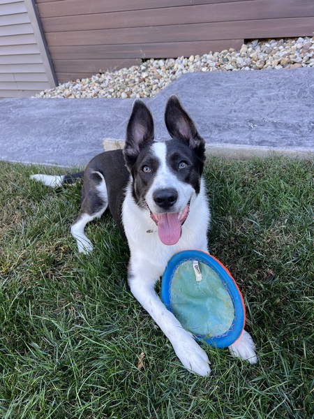 Entry image for Callie . Clicking this image will show a larger photo
