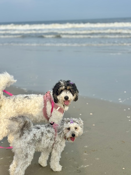 Entry image for Ella Marie & Gracie Rose. Clicking this image will show a larger photo
