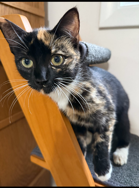 Entry image for Callie Kitty . Clicking this image will show a larger photo