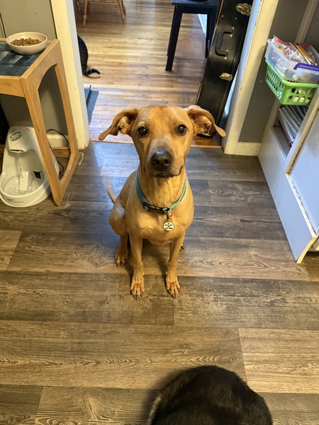 Entry image for Scooby. Clicking this image will show a larger photo