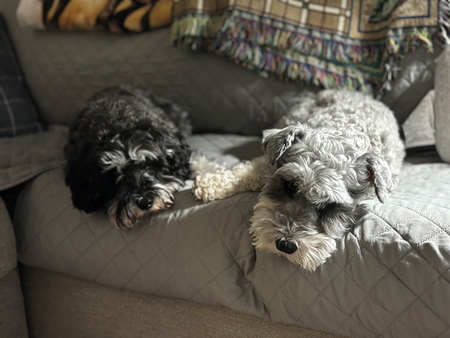 Entry image for Maddie and Duncan (Cousins). Clicking this image will show a larger photo