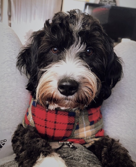Entry image for Charlie . Clicking this image will show a larger photo