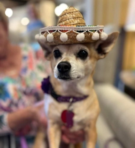 Entry image for Lucia Louise, aka Chi-Chi!. Clicking this image will show a larger photo