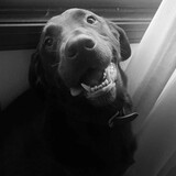 Entry image for Carter Irving 