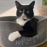 Entry image for Sherlock