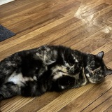 Entry image for Blair