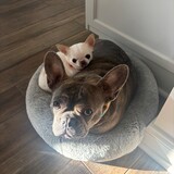 Entry image for Daisy and Kate 