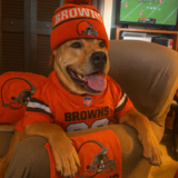 Entry image for Dozer