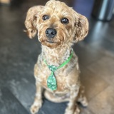 Entry image for Archie