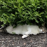 Entry image for Quint 