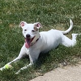 Entry image for Lola 