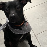 Entry image for Gunner 