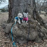 Entry image for Mork & Mindy