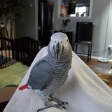 Entry image for Mr. Clyde