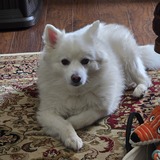 Entry image for Niko