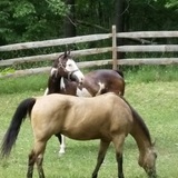 Entry image for Laredo & Whiskey Girl