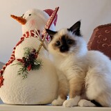 Entry image for Baby Buttons 